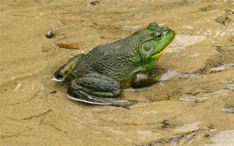 Bullfrog .